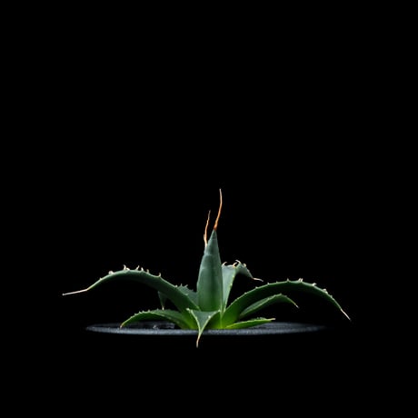アガベ ユタエンシス エボリスピナ / Agave utahensis var. eborispina #3