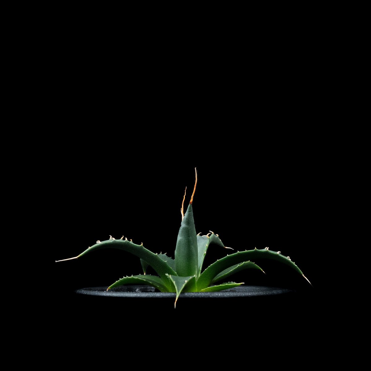 アガベ ユタエンシス エボリスピナ / Agave utahensis var. eboris