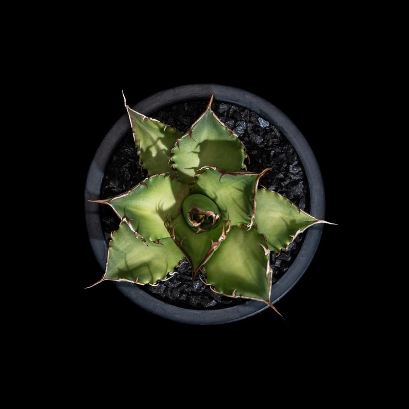 アガベ チタノタ 黒桃 (カキ仔) / Agave titanota 'Spade' #4 |