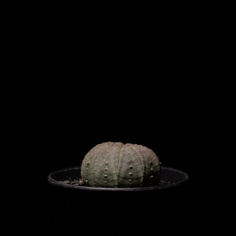 ユーフォルビア オベサ / Euphorbia obesa #2