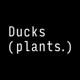 Ducks ( plants. )