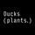 Ducks ( plants. )