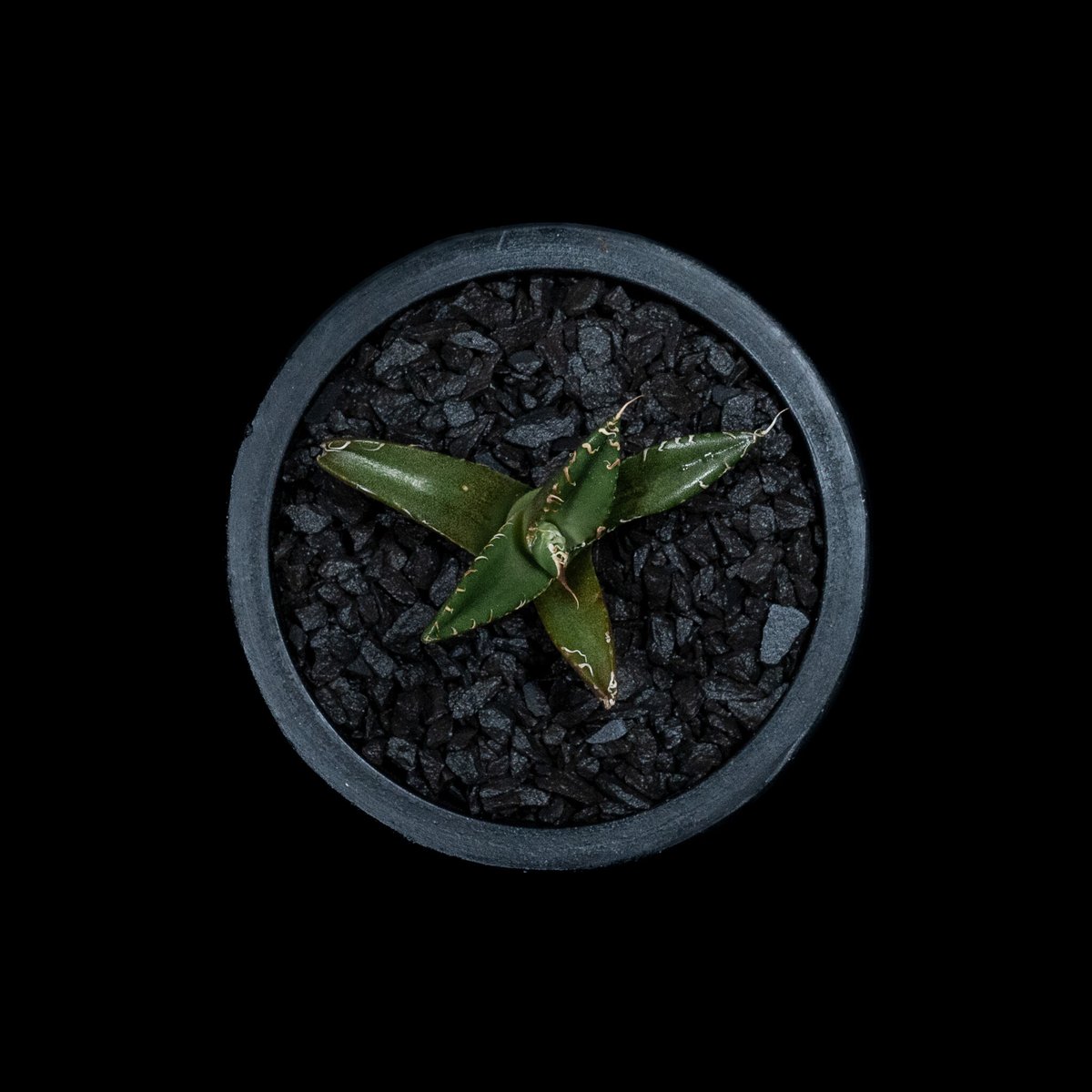 アガベ チタノタ シーザー / Agave titanota 'Caesar' #11 | D アガベ チタノタ シーザー / Agave titanota 'Caesar' #11 | D