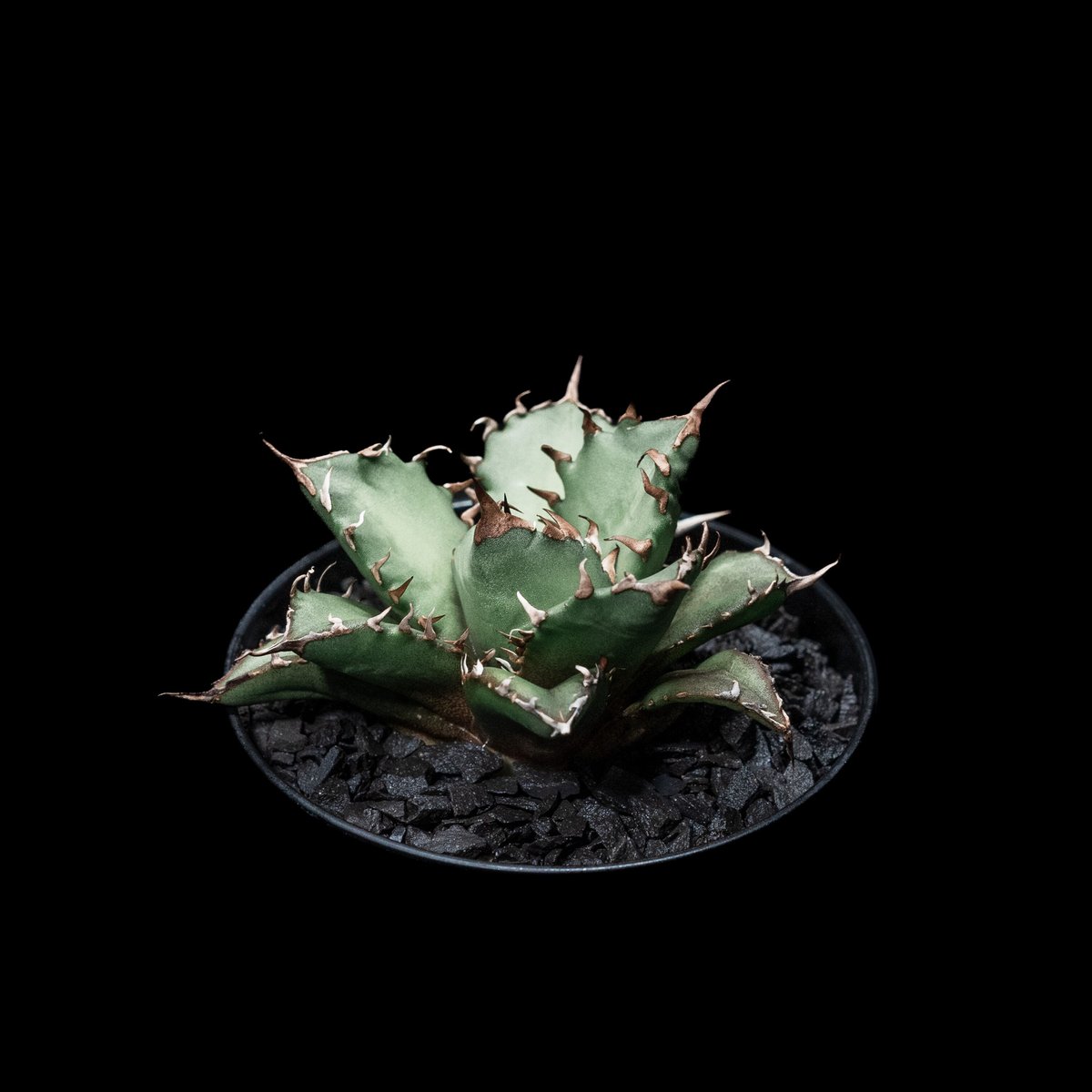 【最高品質】アガベ　チタノタ　姫厳竜 アガベ・チタノタ 姫厳竜（ボールタイプ）大-064｜agave