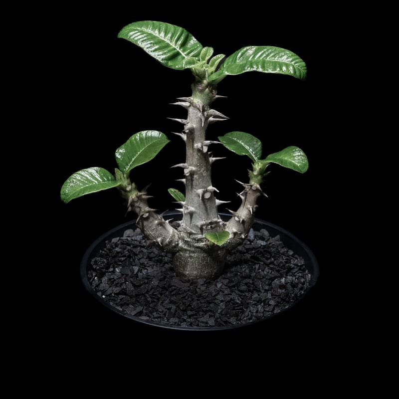 パキポディウム・ウィンゾリー、ウィンゾリーxバロニーhb セット⑧ パキポディウム・ウィンゾリー、ウィンゾリーxバロニーhb セット