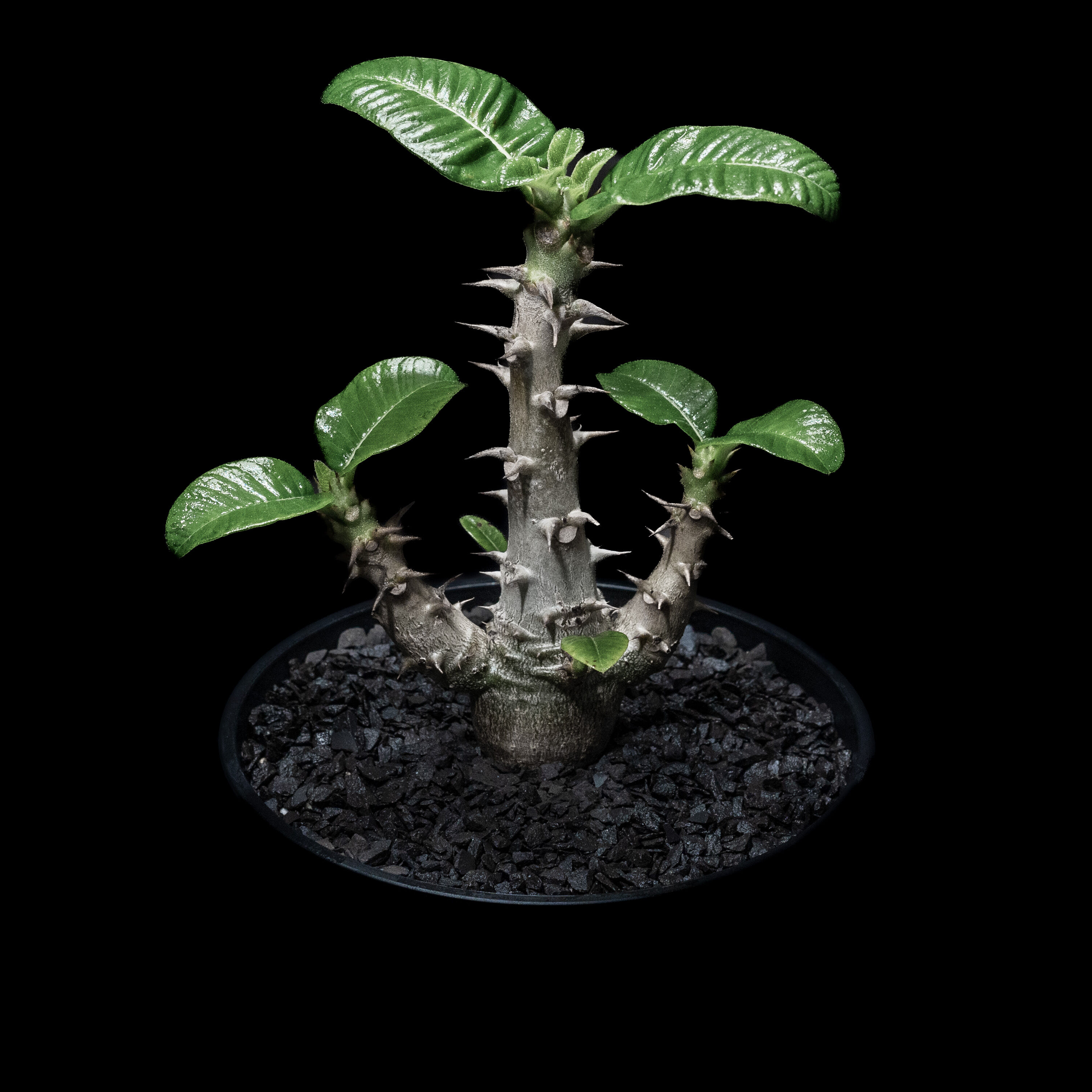 パキポディウム ウィンゾリー / Pachypodium baronii var. winds