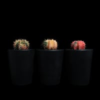 ギムノカリキウム ミハノビッチ 緋牡丹錦 / Gymnocalycium mihanovichii 'Hibotan Nishiki' #20#21#22（3set）