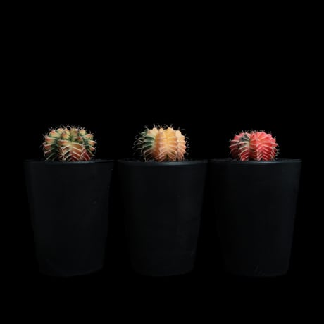 ギムノカリキウム ミハノビッチ 緋牡丹錦 / Gymnocalycium mihanovichii 'Hibotan Nishiki' #20#21#22（3set）