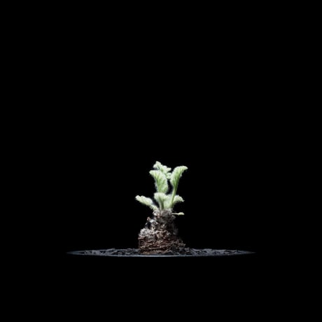 ペラルゴニウム アッペンディクラツム / Pelargonium appendiculatum #2