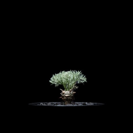 モンソニア ペニクリナム / Monsonia peniculina #21
