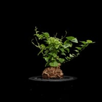 ディオスコレア 亀甲竜 / Dioscorea elephantipes #2