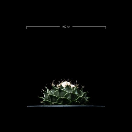 オブレゴニア デニグリー / Obregonia denegrii #1