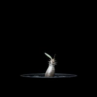 パキポディウム グラキリス / Pachypodium rosulatum var. gracilius #9