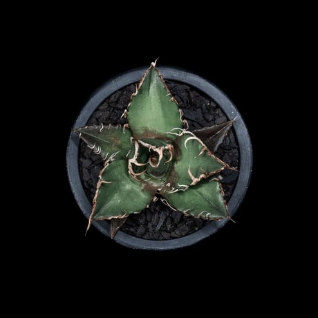 アガベ チタノタ シーザー / Agave titanota ‘Caesar’ #7