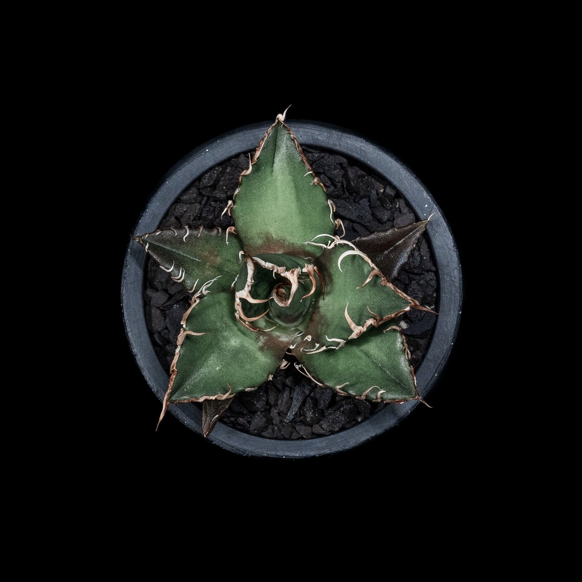 アガベ チタノタ シーザー / Agave titanota 'Caesar' #7 | Du アガベ チタノタ シーザー / Agave titanota 'Caesar' #7 | Du