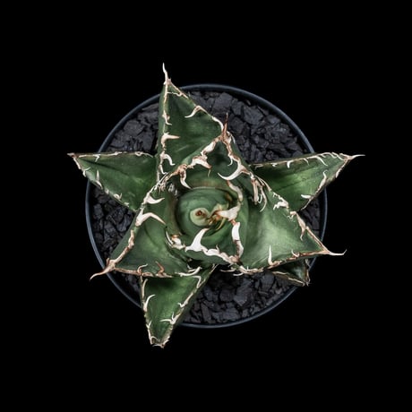 アガベ チタノタ 白鯨 / Agave titanota ‘White Whale’ #5