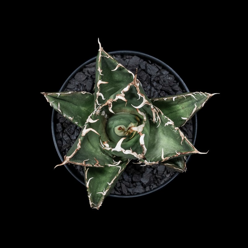 アガベ チタノタ 白鯨 / Agave titanota 'White Whale' #5 |