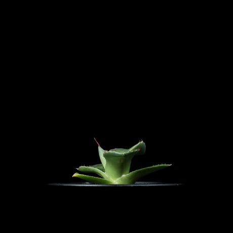 アガベ パリー トルンカータ / Agave parryi var. truncata #4