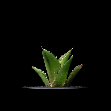 アガベ チタノタ ハデス / Agave titanota ‘Hades’ #16