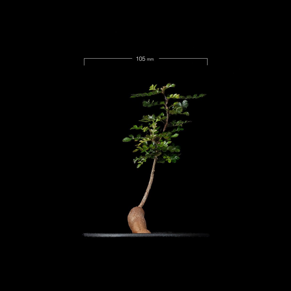 オペルクリカリア パキプス / Operculicarya pachypus #31 | D