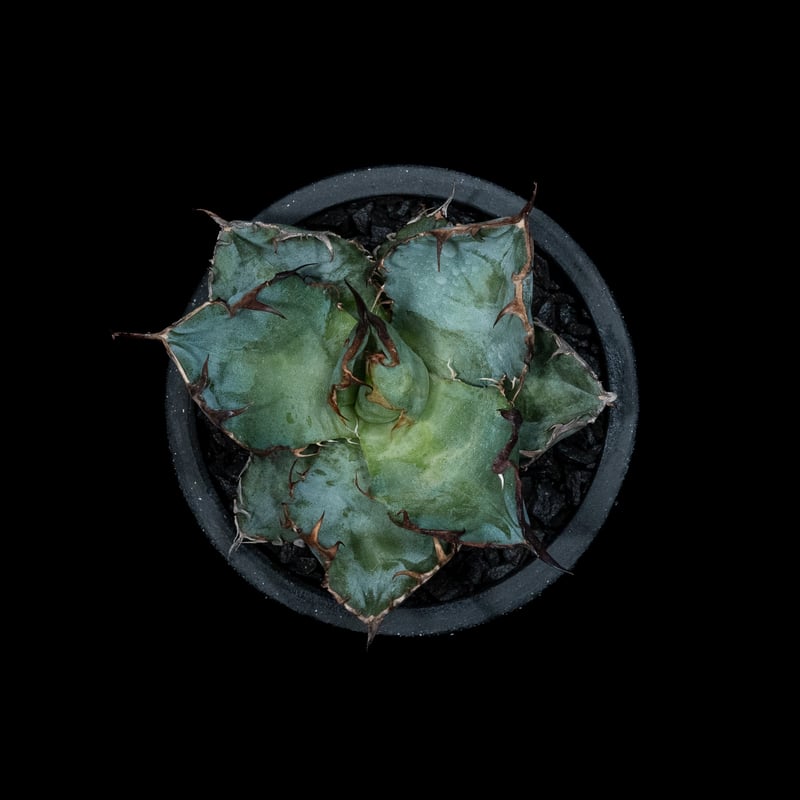 アガベ チタノタ ブラック&ブルー / Agave titanota 'Black & Blu