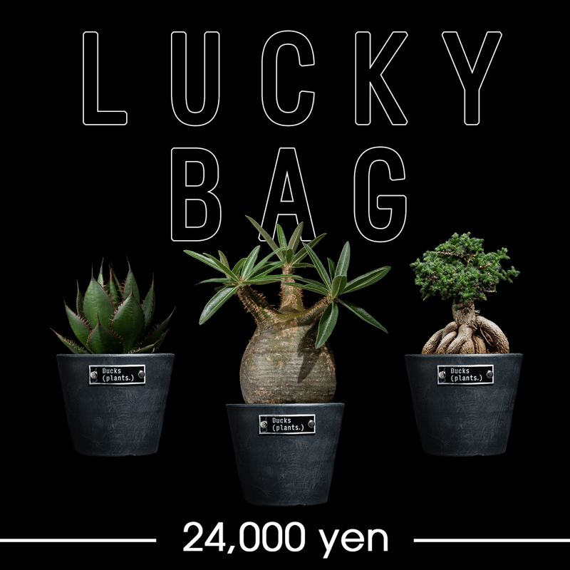 新品未使用　新品未使用　ネイバーフッド　SRL 伝　インビジブルインク 新品未使用 ネイバーフッド SRL 伝 インビジブルインク 未使用 SRL