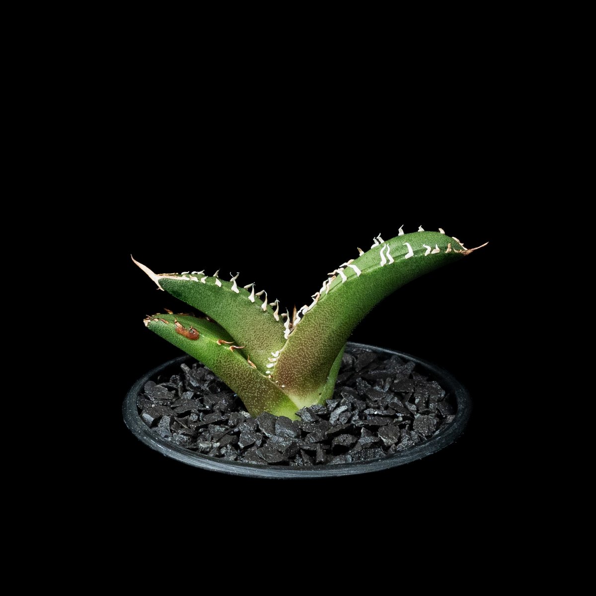アガベ チタノタ 鯊魚劍 (カキ仔) / Agave titanota 'Shark Swor アガベ チタノタ 鯊魚劍 (カキ仔) / Agave titanota 'Shark Swor
