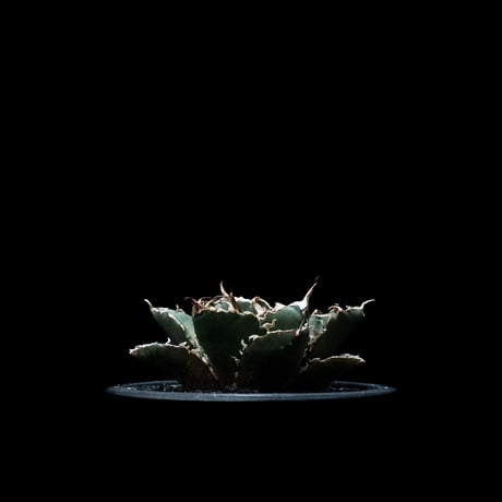 アガベ チタノタ 白鯨 / Agave titanota ‘White Whale’ #8