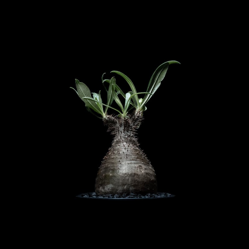 パキポディウム グラキリス / Pachypodium rosulatum var. grac