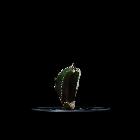 アガベ チタノタ 白鯨 / Agave titanota ‘White Whale’ #56