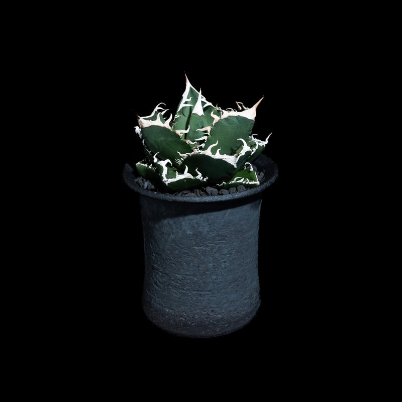 アガベ チタノタ 南アフリカダイヤモンド / Agave titanota