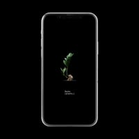【スマホ壁紙】ザミオクルカス ザミフォーリア