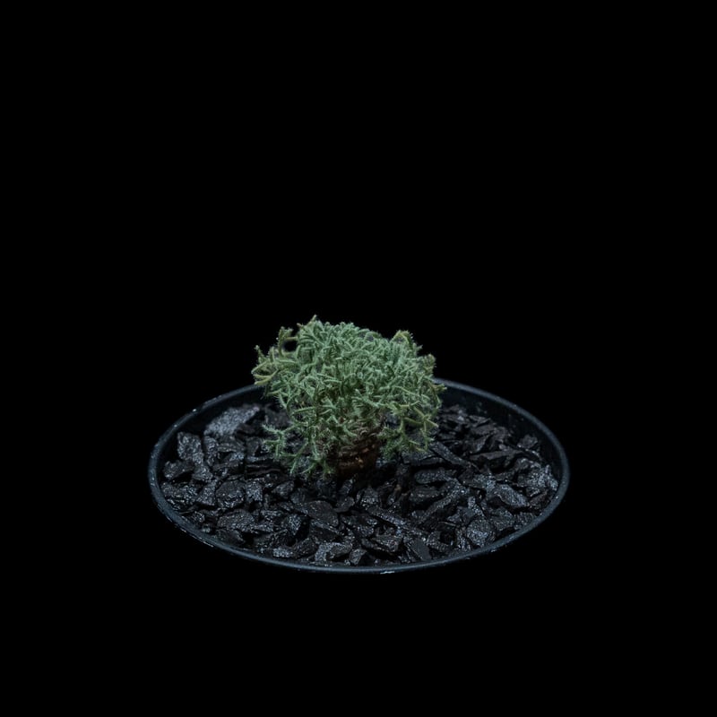 モンソニア ペニクリナム M.peniculinum 美株 モンソニア ペニクリナム Monsonia peniculinum サルコカウロン