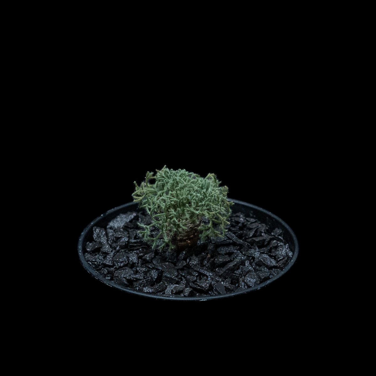 モンソニア ペニクリナム / Monsonia peniculina #10 | Ducks