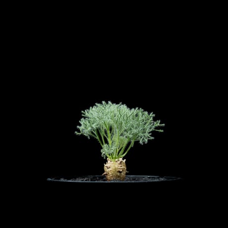 モンソニア ペニクリナム / Monsonia peniculina #13