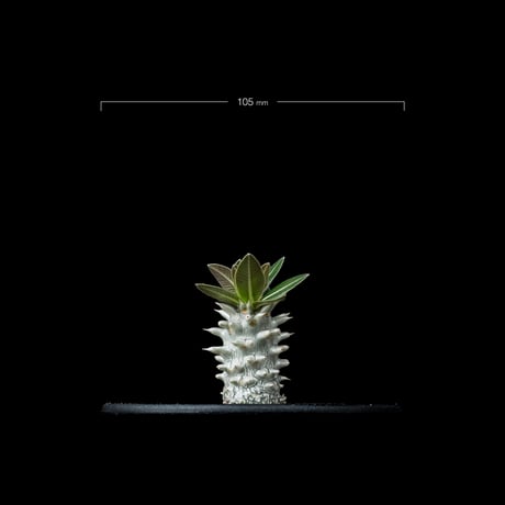 パキポディウム ホロンベンセ / Pachypodium horombense #4