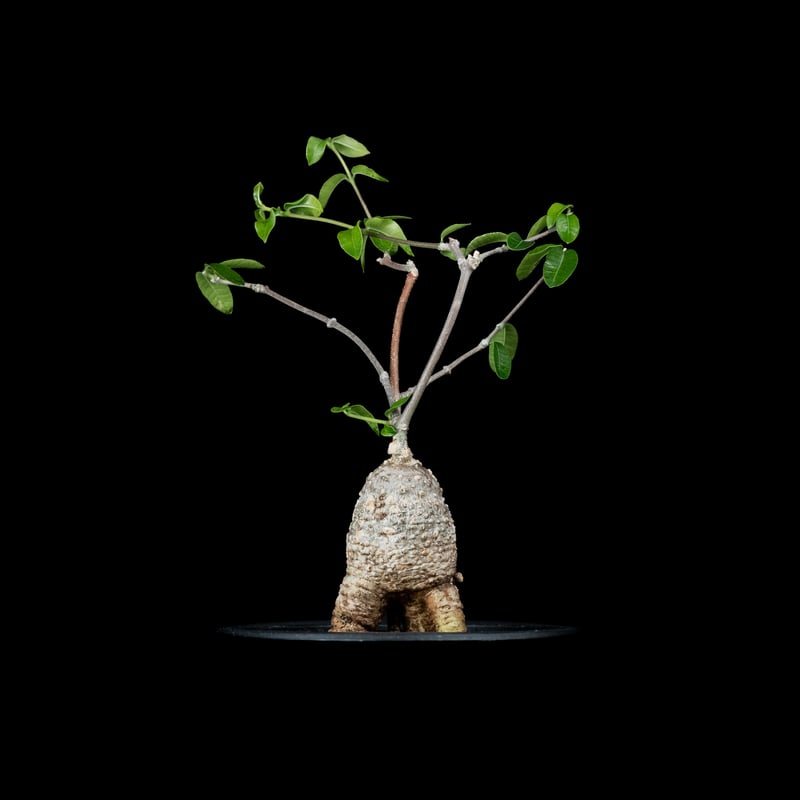 フォッケア エデュリス / Fockea edulis #4 | Ducks ( plants. )