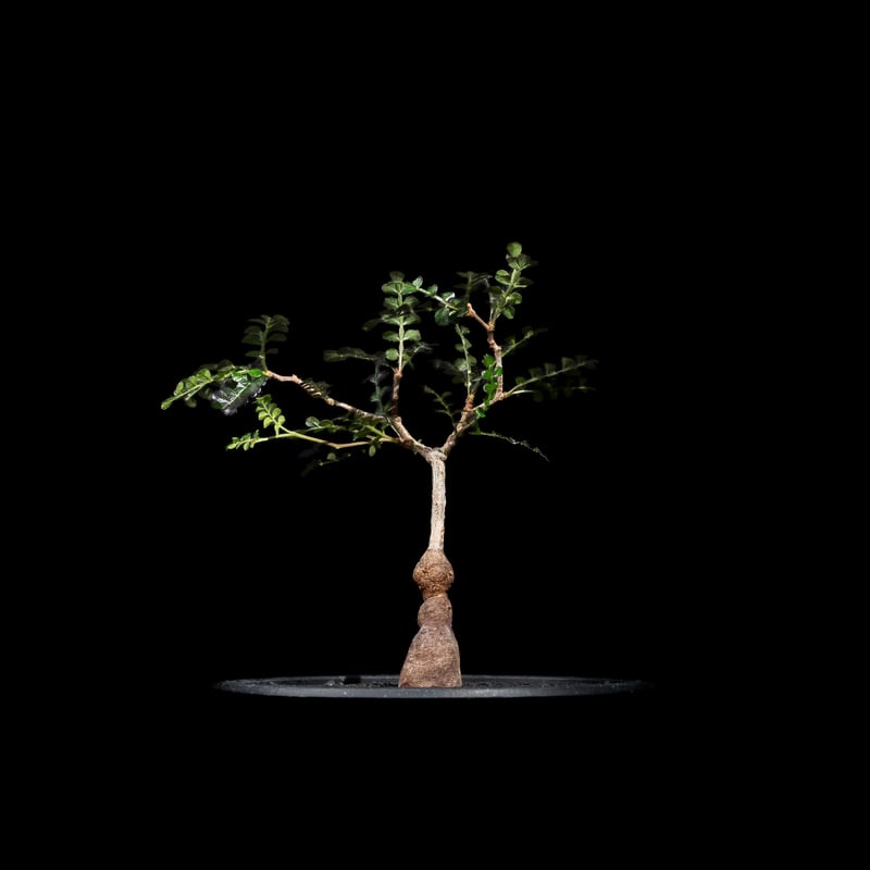 オペルクリカリア　パキプス operculicarya pachypus Operculicarya Pachypus オペルクリカリア・パキプス 現地球