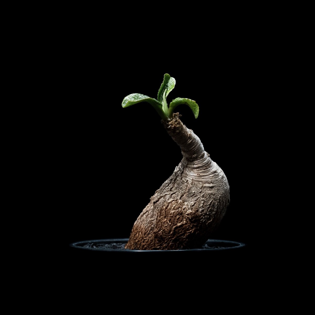 ユーフォルビア　プリムリフォリア　現地球 ユーフォルビア プリムリフォリア | hanayoshi-botanical