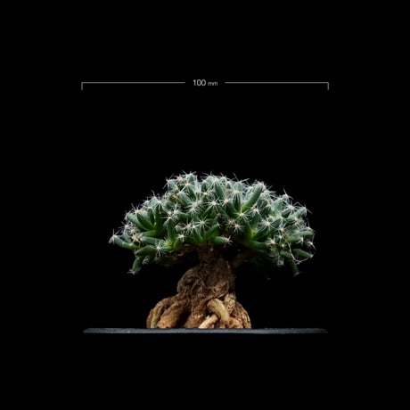 トリコディアデマ デンサム / Trichodiadema densum #5