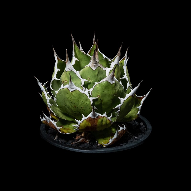 アガベ チタノタ 魚刺 / Agave titanota 'Fish Spine' #2 |