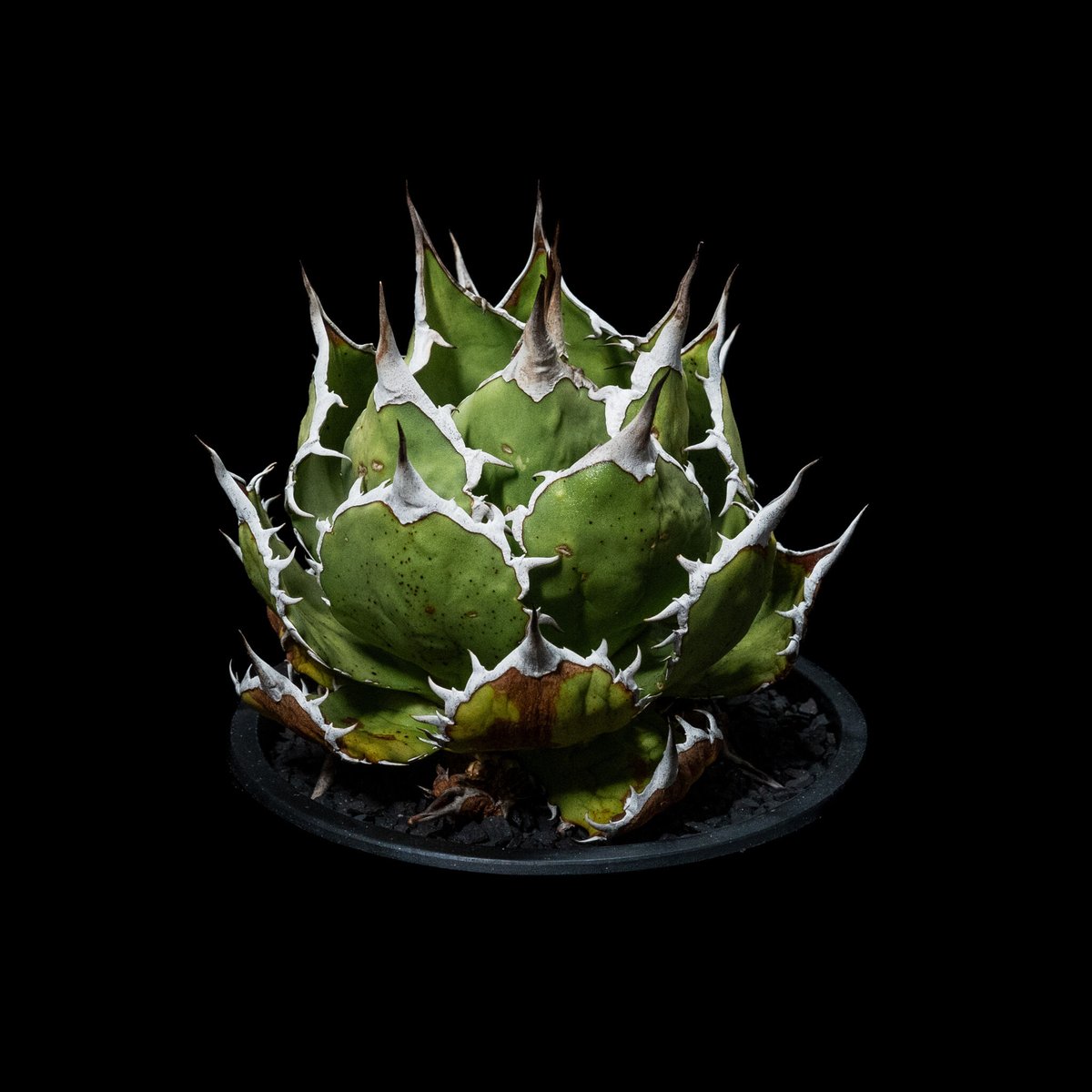 アガベ チタノタ 魚刺 / Agave titanota 'Fish Spine' #2 | アガベ チタノタ 魚刺 / Agave titanota 'Fish Spine' #2 |