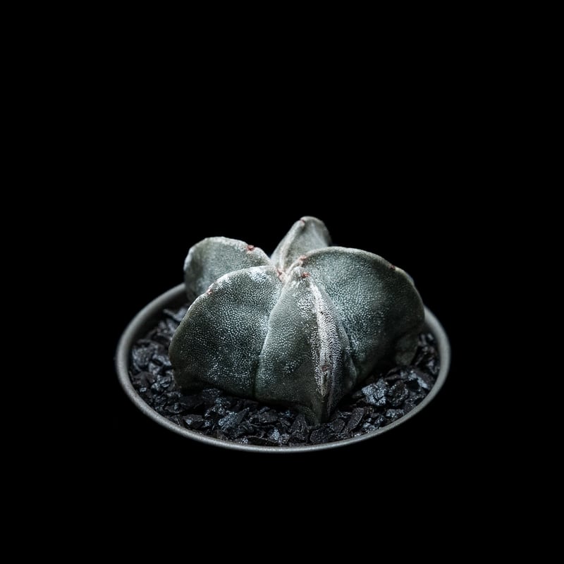 アストロフィツム 鸞鳳玉 / Astrophytum myriostigma | Ducks