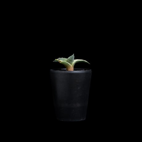 アガベ パリー トルンカータ オリザバ / Agave parryi var. truncata variegated 'Orizaba' #1