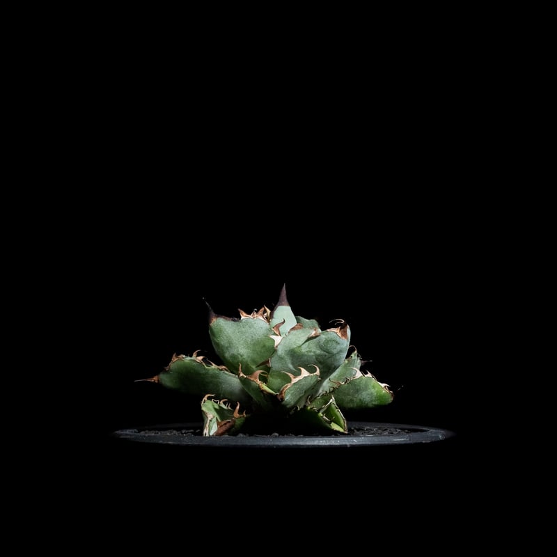 アガベ チタノタ ブラック&ブルー / Agave titanota 'Black & Blu