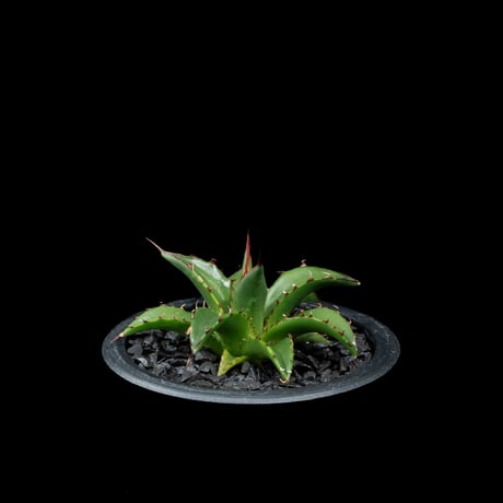 アガベ ホリダ / Agave horrida ssp. horrida #1