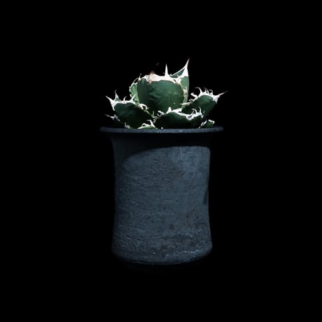 アガベ チタノタ 南アフリカダイヤモンド / Agave titanota 'South Africa Diamond'#14