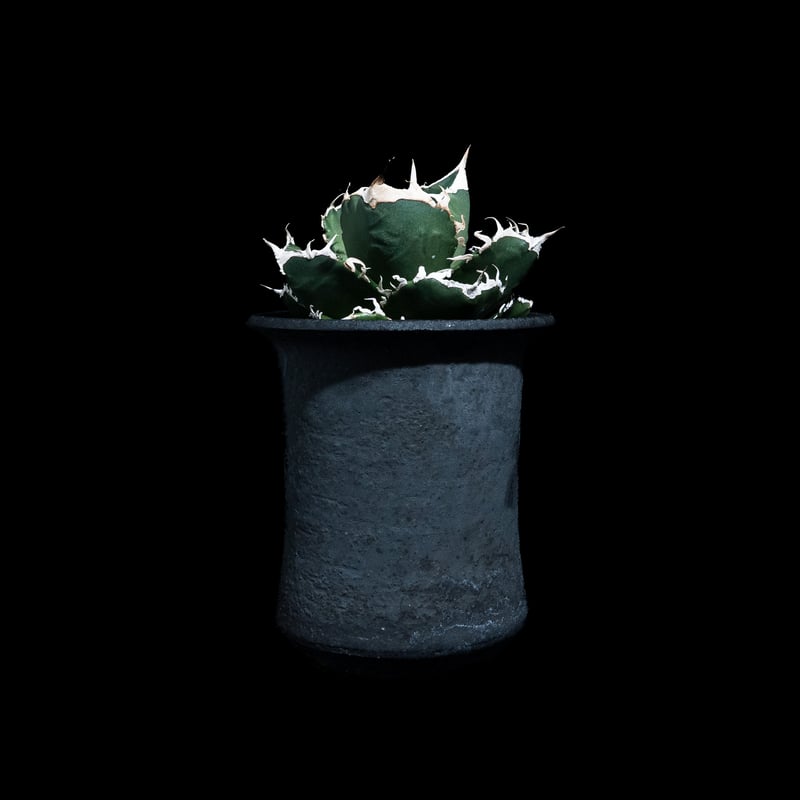 アガベ チタノタ 南アフリカダイヤモンド / Agave titanota 'South