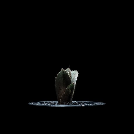 アガベ チタノタ 白鯨 / Agave titanota ‘White Whale’ #15