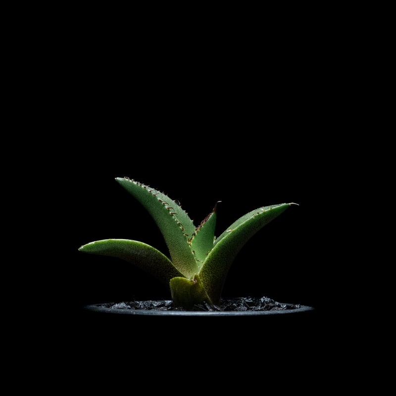 アガベ チタノタ 黒火焔 / Agave titanota 'Black Fire' #13